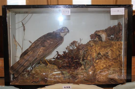 Cased weasel & sparrow hawk